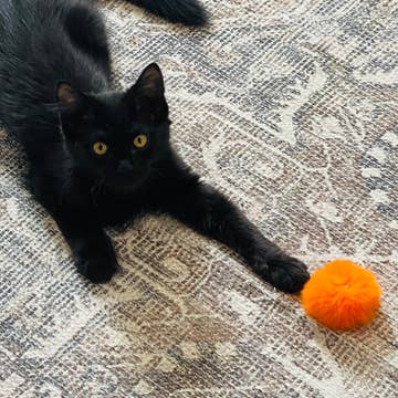 Puffy Poof Cat Toy
