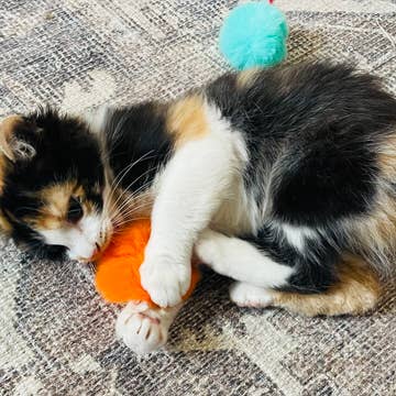 Puffy Poof Cat Toy