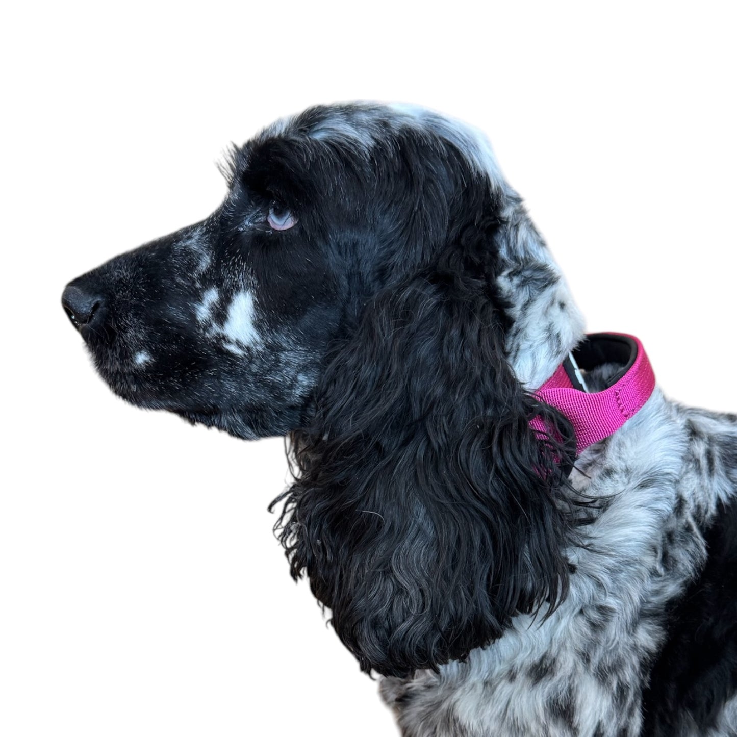 Gray Tactical Style Dog Collar