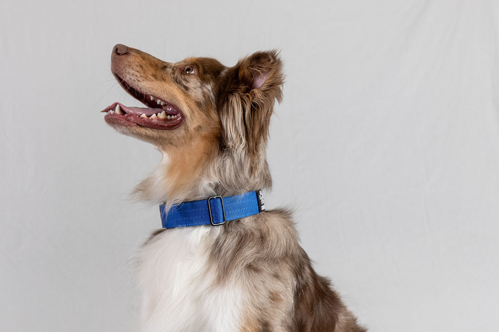 Blue Koira Martingale Dog Collar – Essential Line