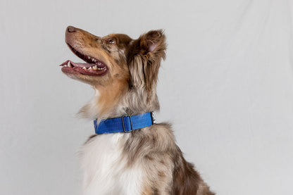 Blue Koira Martingale Dog Collar – Essential Line