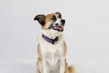 Gray Tactical Style Dog Collar