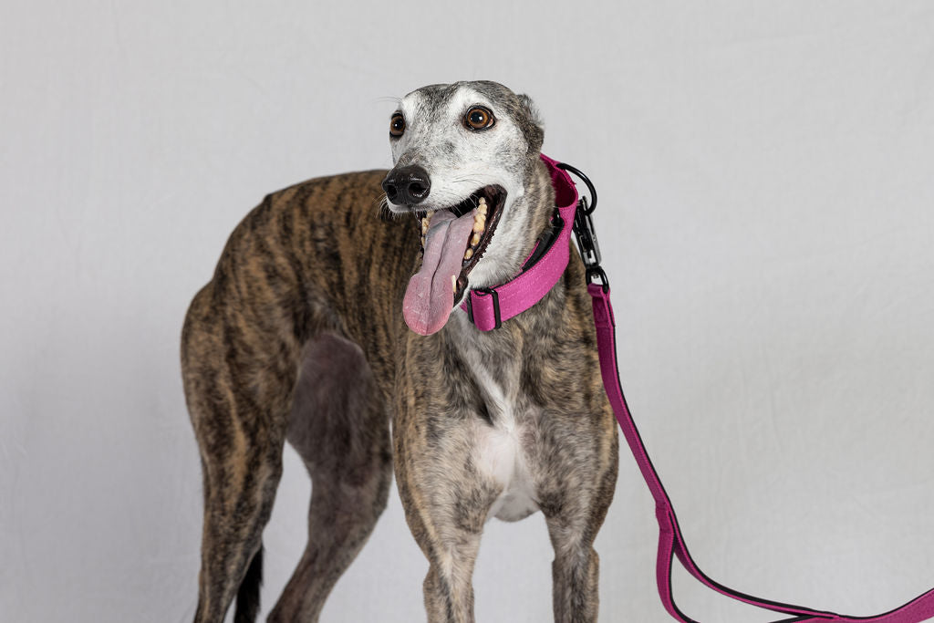 Blue Koira Sighthound Collar – No-Buckle Martingale