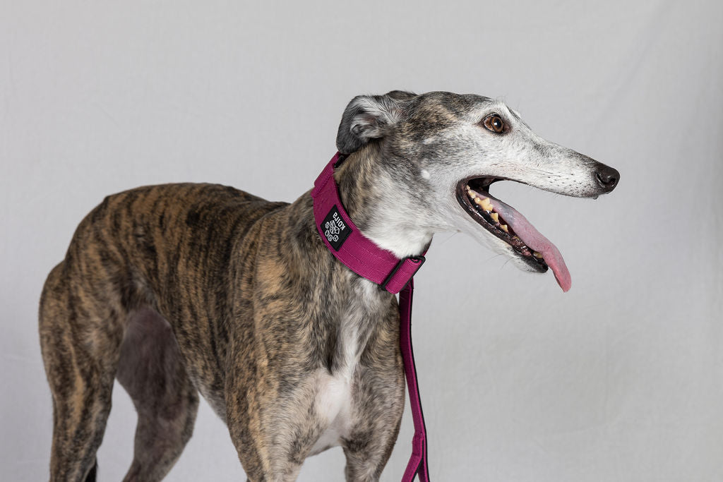 Blue Koira Sighthound Collar – No-Buckle Martingale