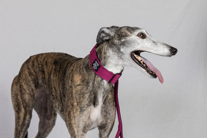 Blue Koira Sighthound Collar – No-Buckle Martingale
