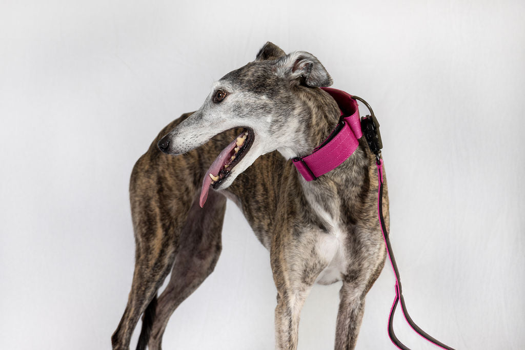 Blue Koira Sighthound Collar – No-Buckle Martingale