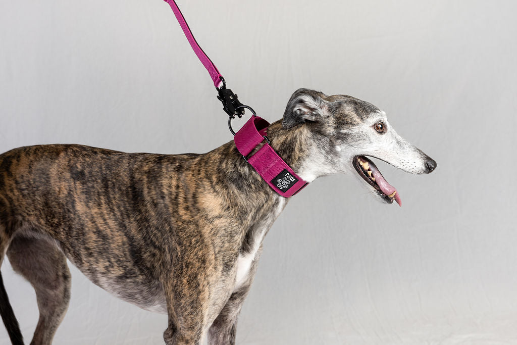 Blue Koira Sighthound Collar – No-Buckle Martingale