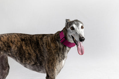 Blue Koira Sighthound Collar – No-Buckle Martingale