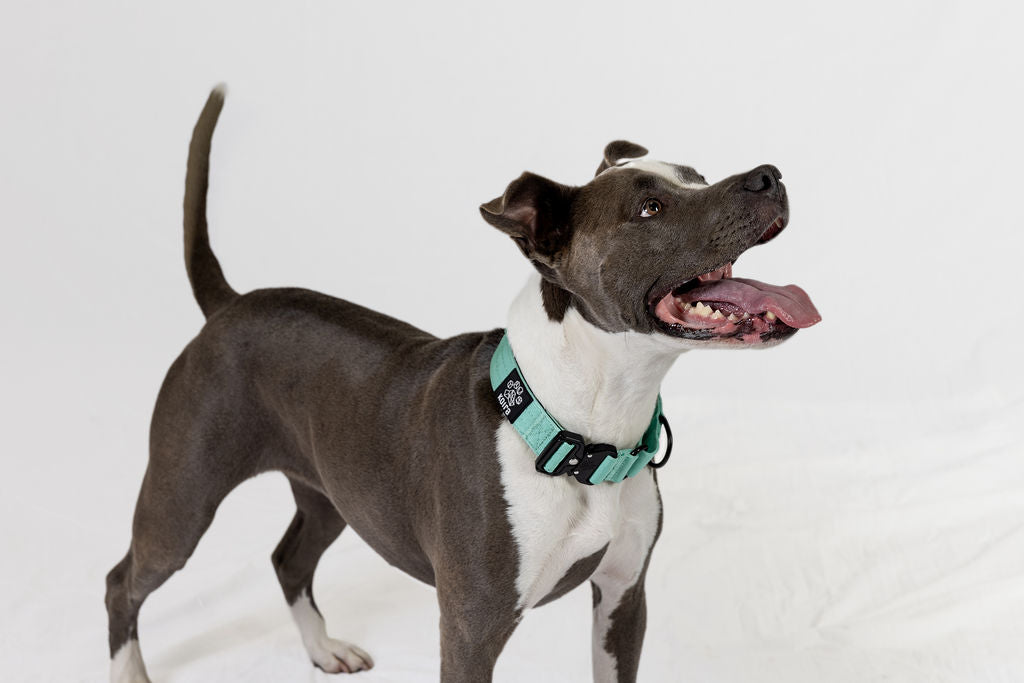 Blue Koira Martingale Dog Collar – Essential Line