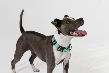 Blue Koira Martingale Dog Collar – Essential Line