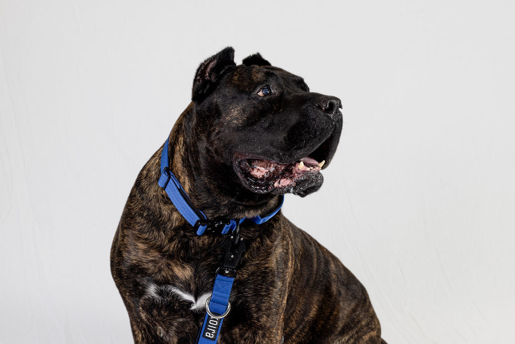 Blue Tactical Style Dog Collar