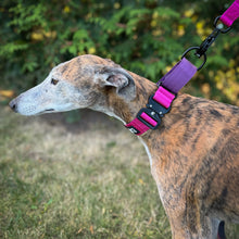 Bold Pink & Purple Two Tone Martingale Dog Collar