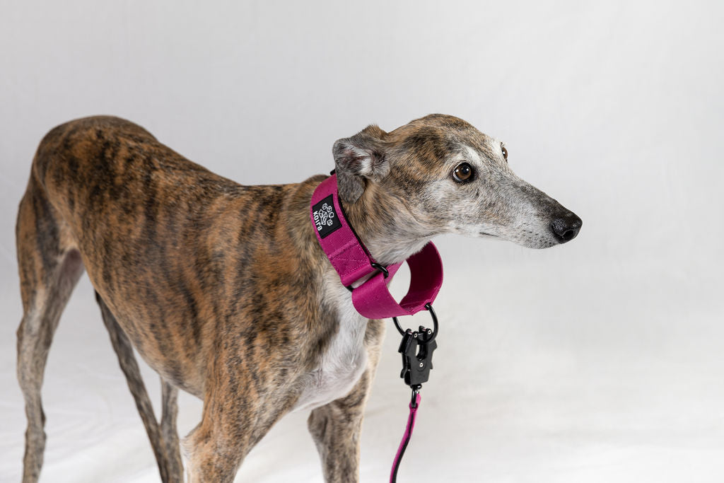 Blue Koira Sighthound Collar – No-Buckle Martingale