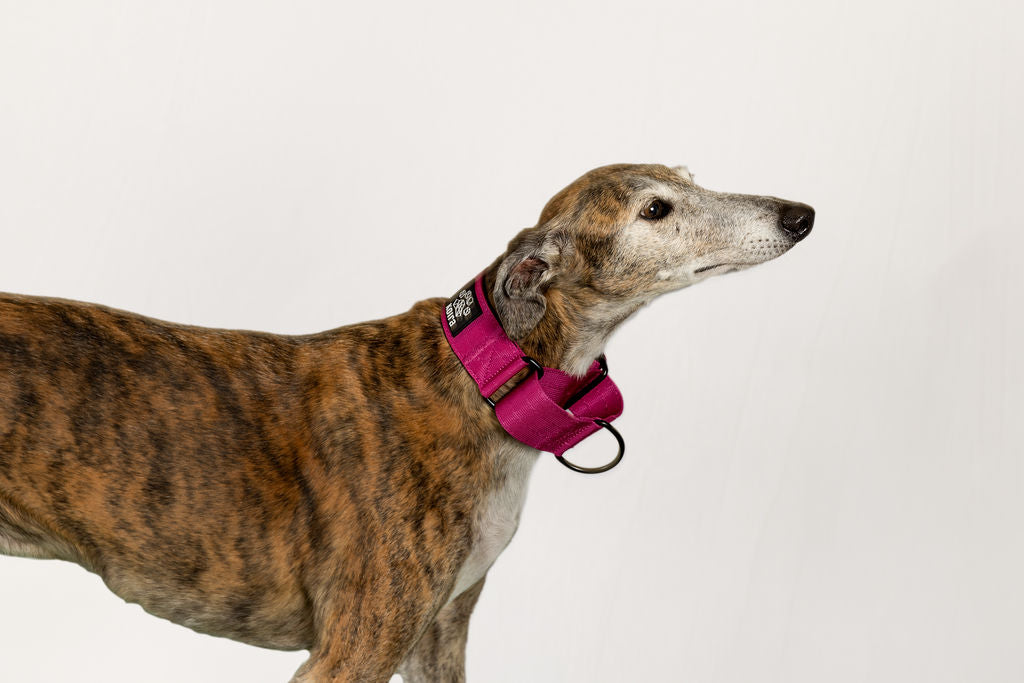 Blue Koira Sighthound Collar – No-Buckle Martingale