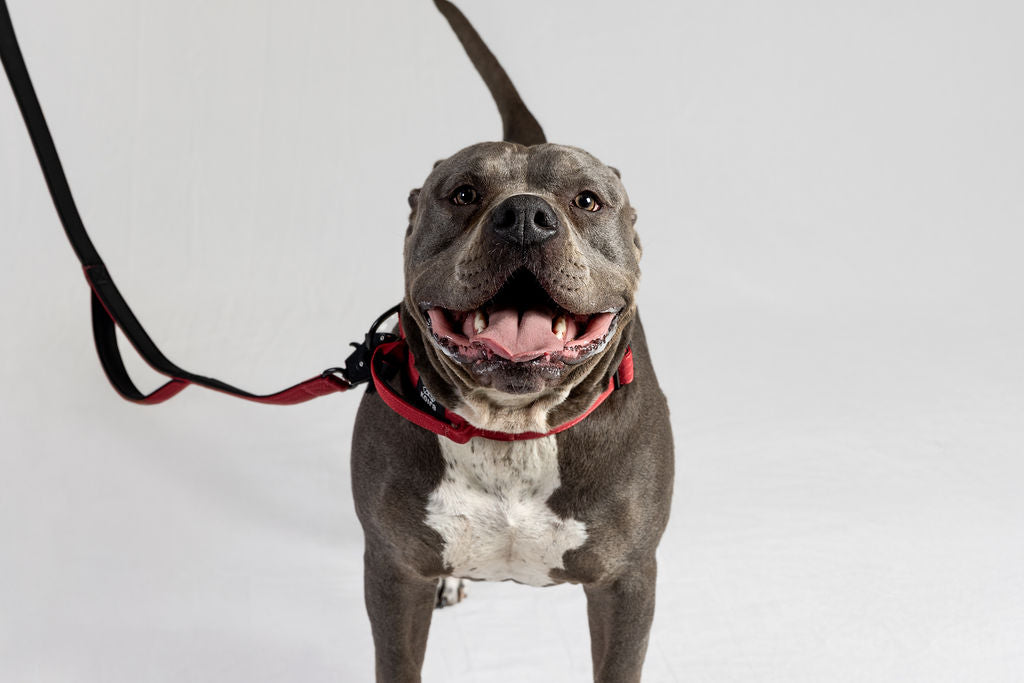 Blue Tactical Style Dog Collar