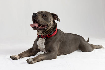 Blue Tactical Style Dog Collar