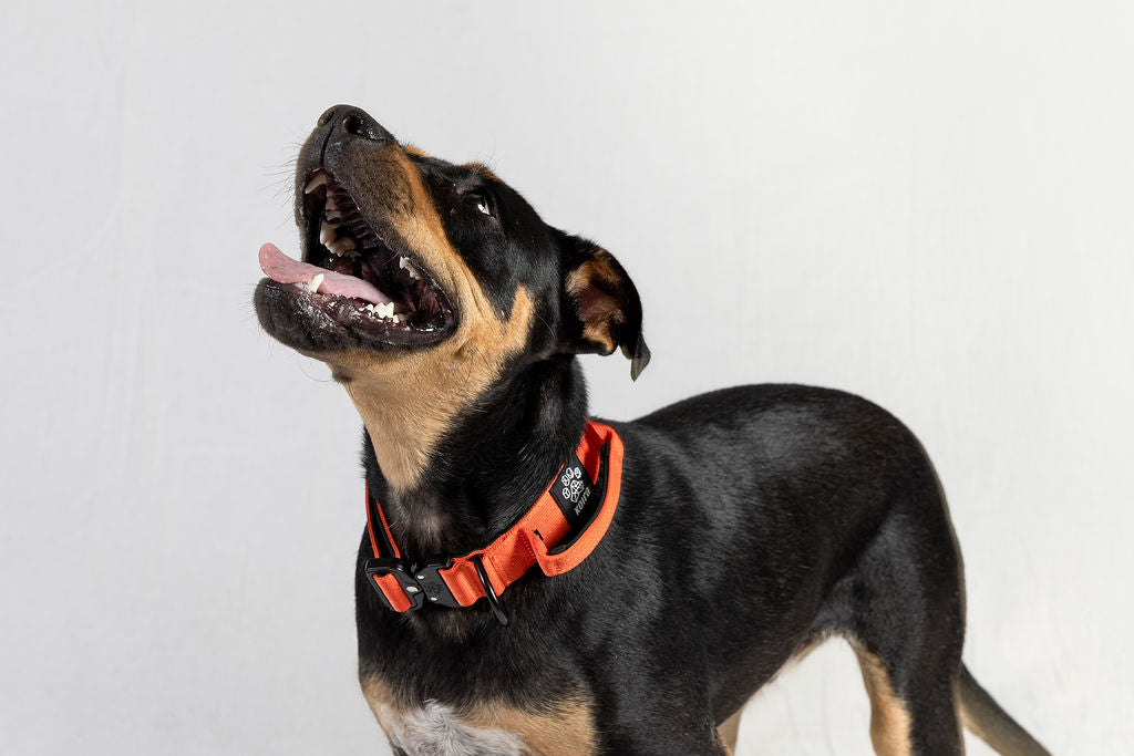 Blue Tactical Style Dog Collar