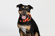 Blue Tactical Style Dog Collar