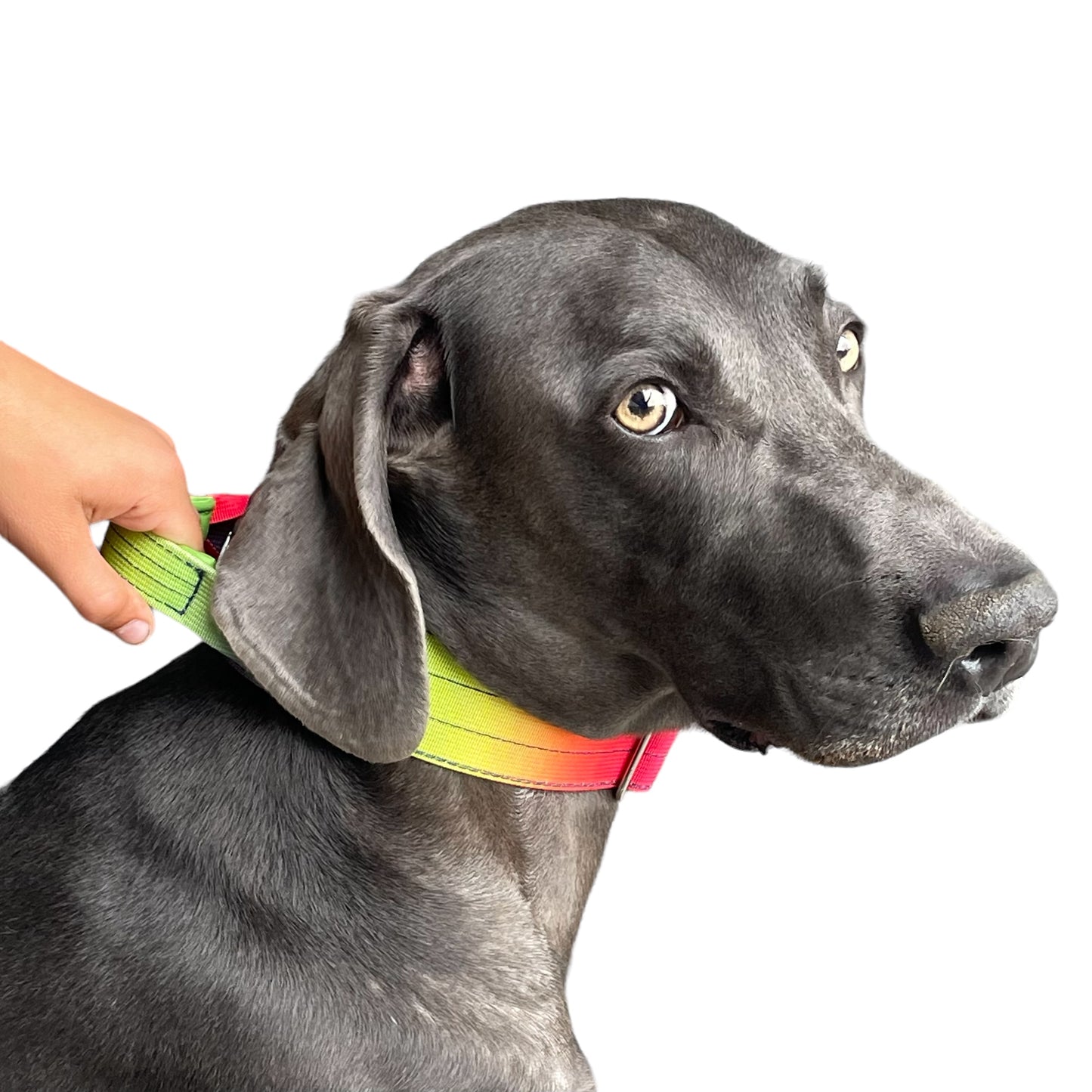 Tactical Dog Collar Pastel Rainbow Gradient (2"/ 5cm)