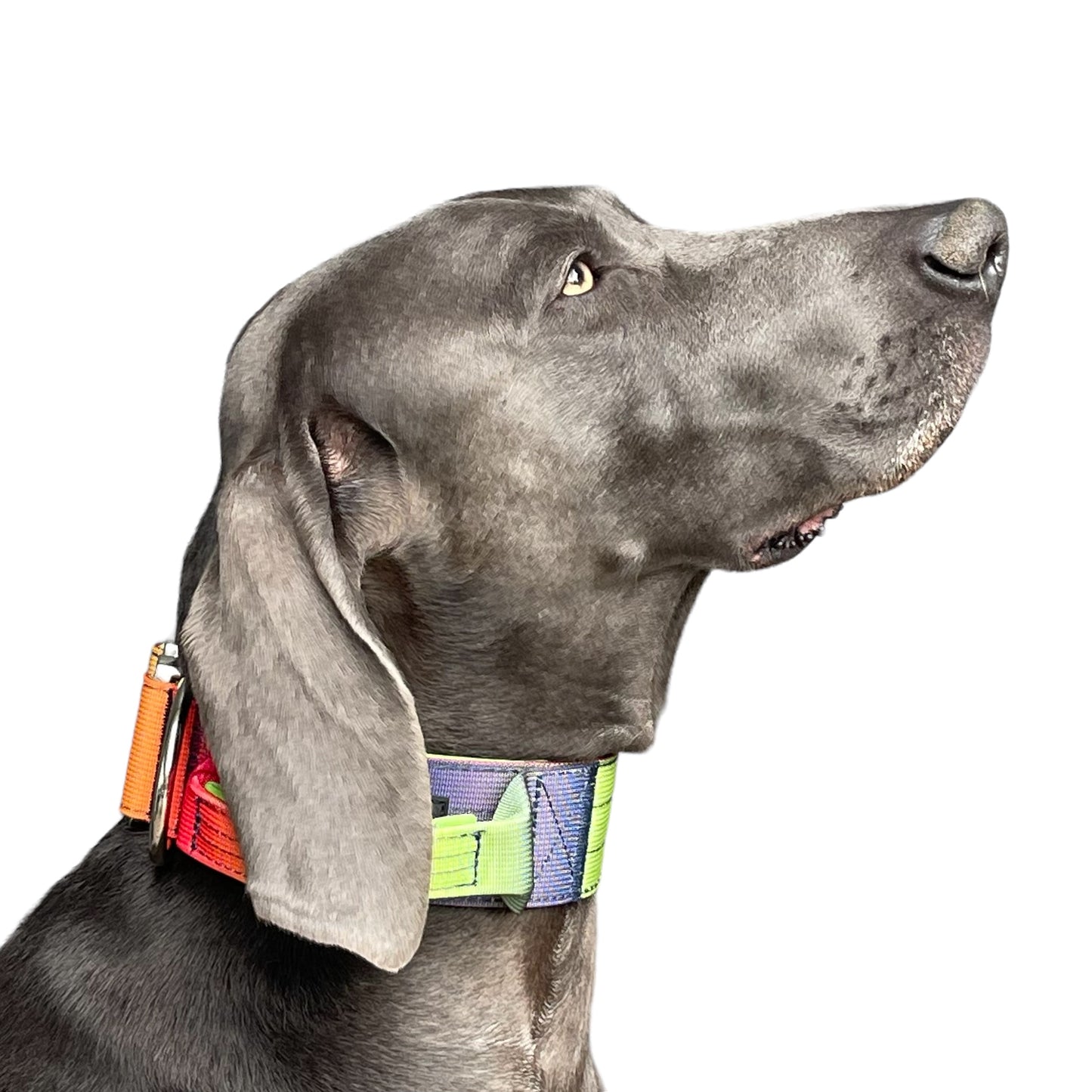 Tactical Dog Collar Pastel Rainbow Gradient (2"/ 5cm)