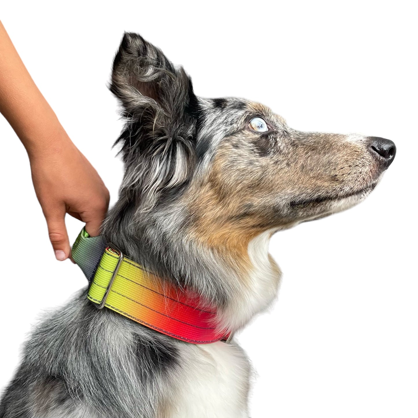 Tactical Dog Collar Pastel Rainbow Gradient (2"/ 5cm)