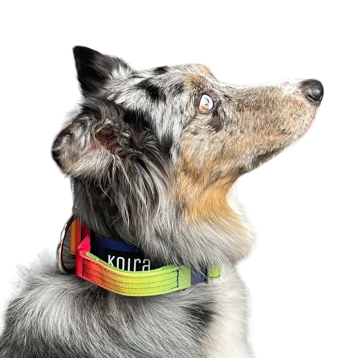 Tactical Dog Collar Pastel Rainbow Gradient (2"/ 5cm)