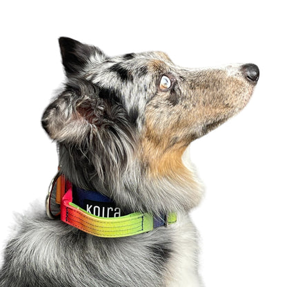 Tactical Dog Collar Teal to Blue Gradient (2"/ 5cm)