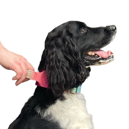 Tactical Dog Collar Teal to Blue Gradient (2"/ 5cm)