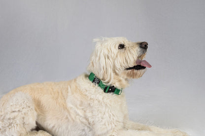 Blue Koira Martingale Dog Collar – Essential Line